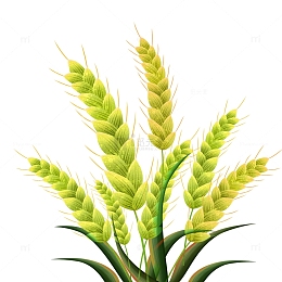 小满节气麦子装饰元素
