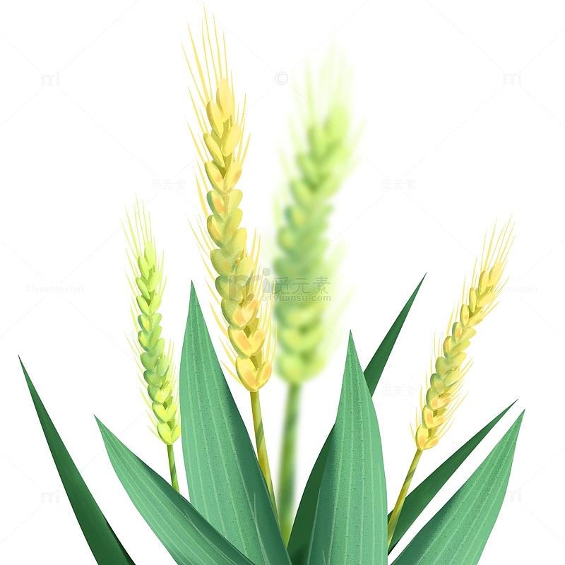 芒种麦子小麦插画元素