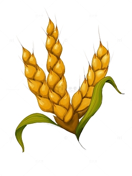 芒种，小麦，