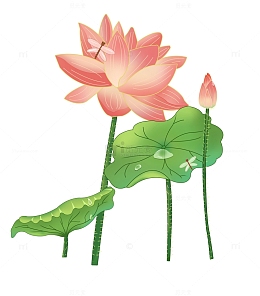 夏至小暑大暑节日手绘荷花荷叶小清新