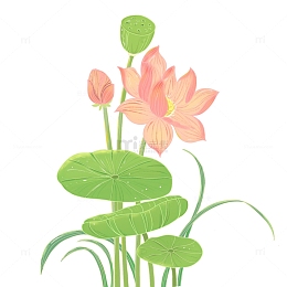 夏至，荷花，荷叶，莲花，插画，手绘，莲蓬