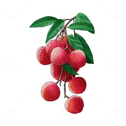 手绘夏日水果荔枝小清新