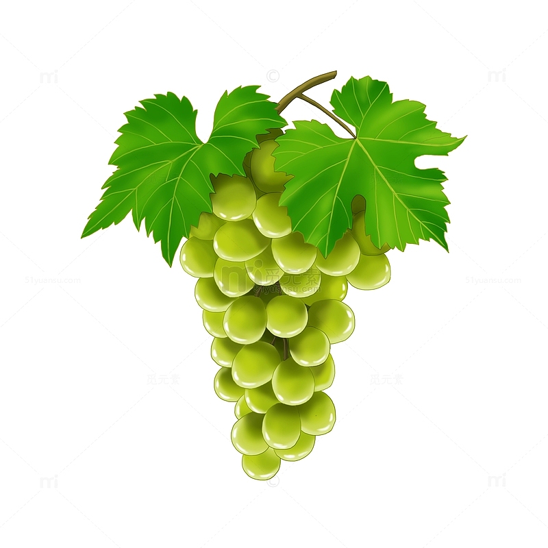 手绘水果一串葡萄绿葡萄