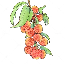 国风夏日国潮荔枝夏天写意水果水彩植物