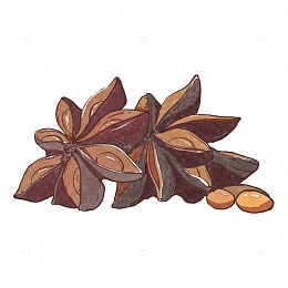 八角，食材，写实，手绘