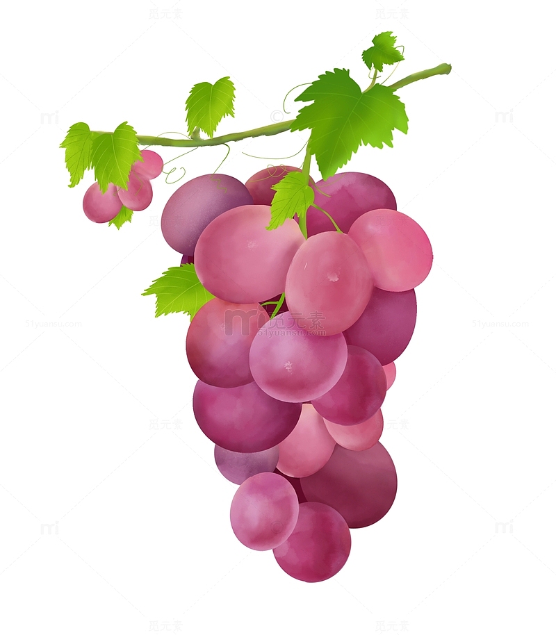 夏至手绘紫色葡萄提子水果