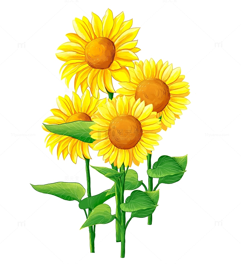 水彩花卉植物向日葵元素