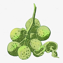 插画,食材,花椒,水彩,写实