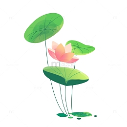 夏至荷塘荷花夏荷