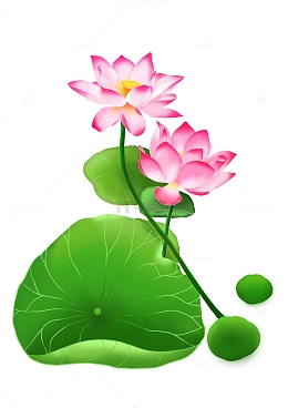 夏天荷花手绘
