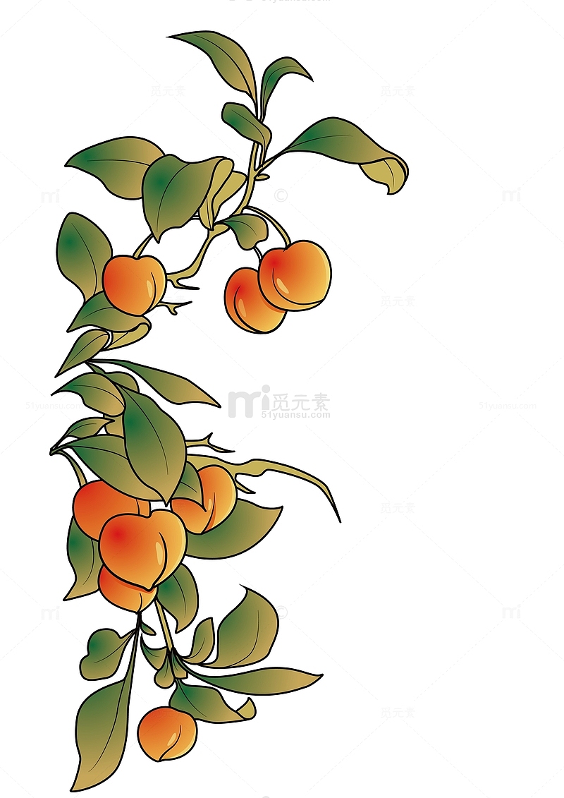 植物桃子插画