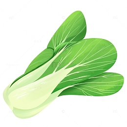 新鲜的蔬菜小白菜插画元素