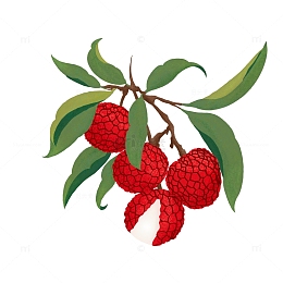荔枝水果手绘插画元素