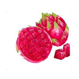 手绘红心火龙果