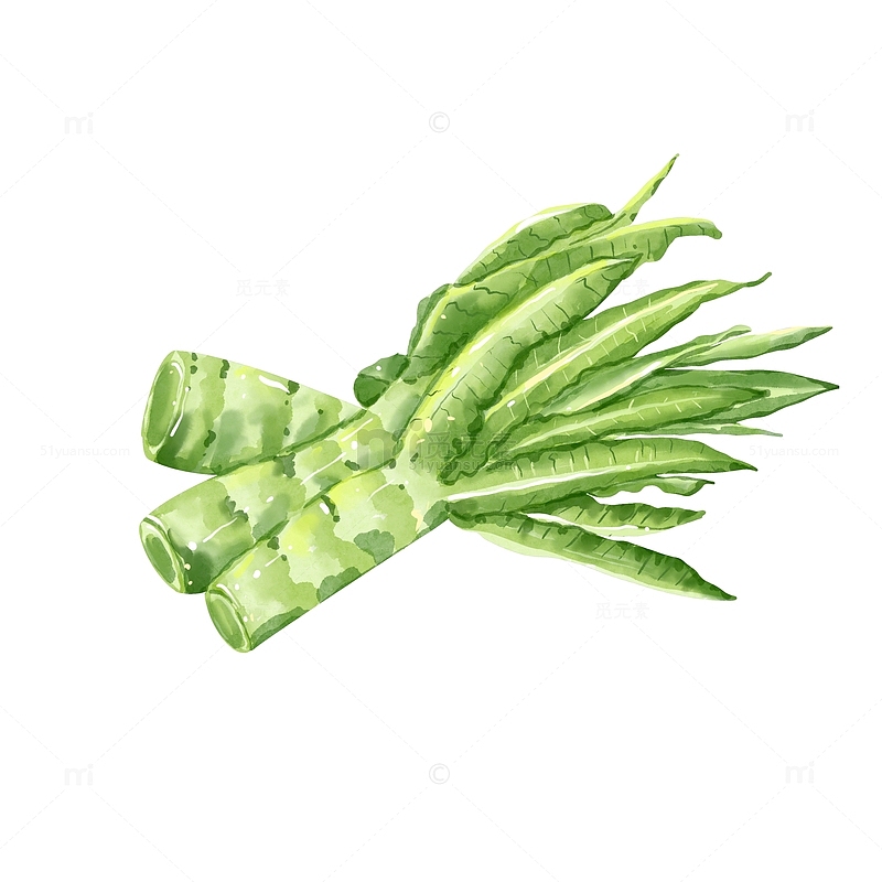 手绘三根莴茞