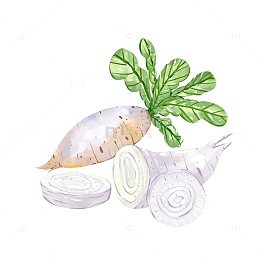 手绘白萝卜蔬菜
