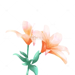 简约小清新植物百合花