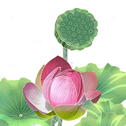 手绘国潮荷花莲花莲蓬插画