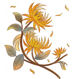 手绘线描菊花