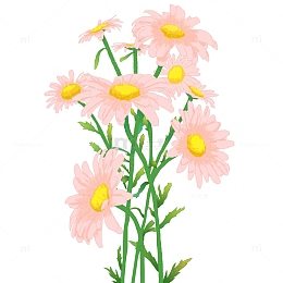 粉红色的小雏菊绿色叶子盎然夏季手绘花