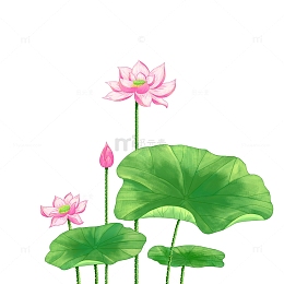 手绘荷花荷叶处暑夏季
