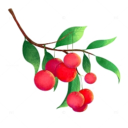 手绘水果樱桃肌理质感插画元素