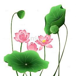 处暑夏季荷花手绘