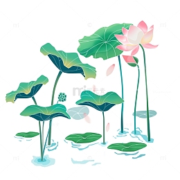 处暑荷花池塘
