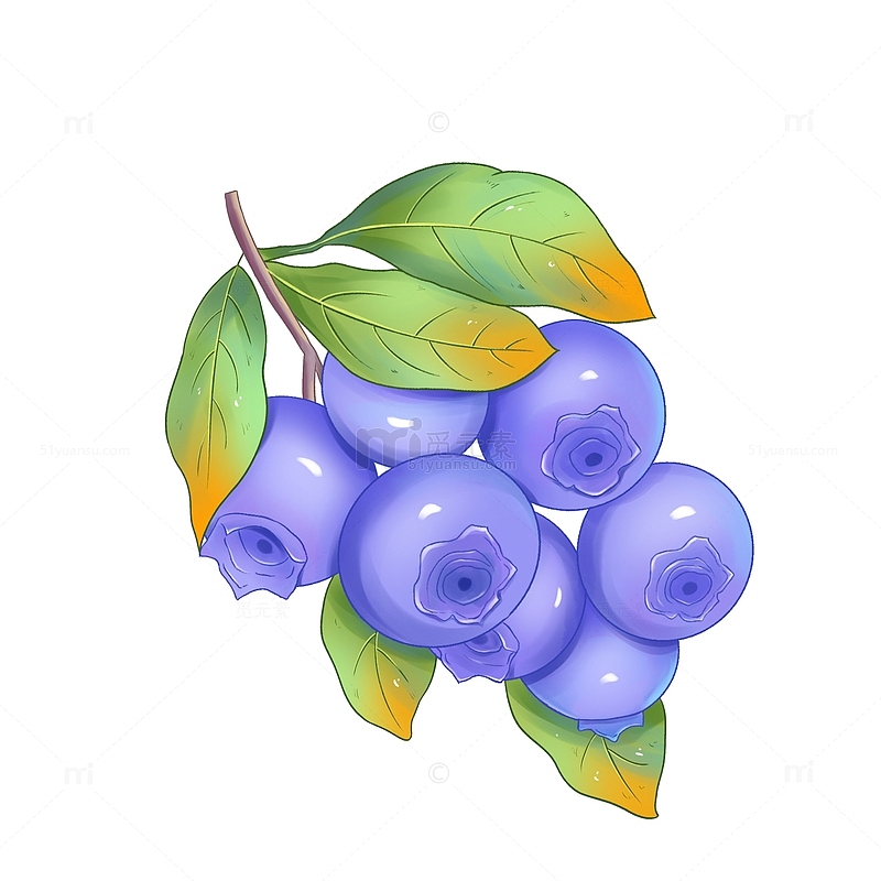手绘蓝莓水果元素插画