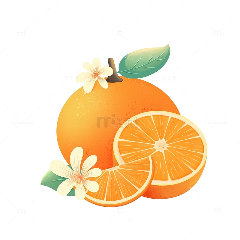 手绘夏日橙子插画