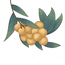 龙眼桂圆水果白露节气