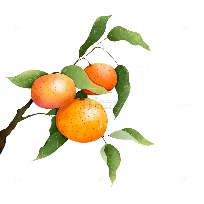 手绘卡通橘子水果橙子植物插画元素