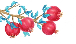 手绘石榴插画