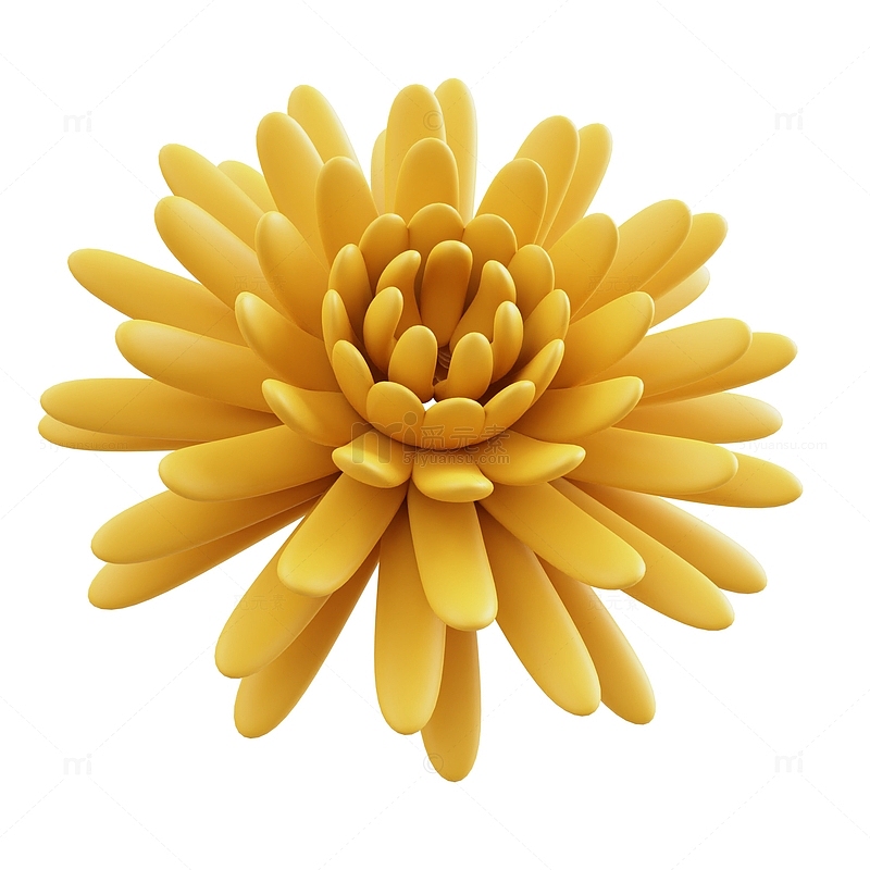 3D黄花菊花花朵