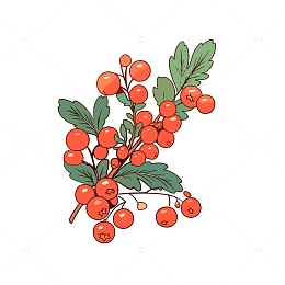 山楂手绘风格插画