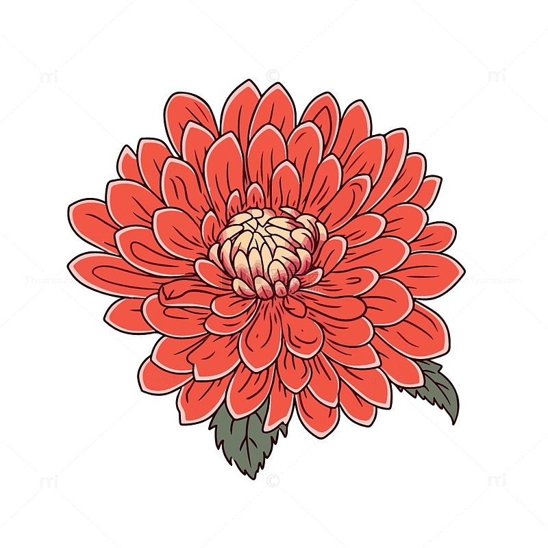 红色的秋菊插画