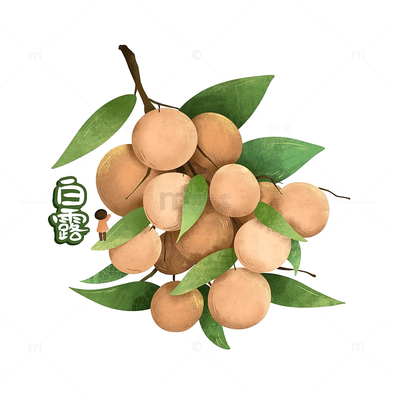 手绘水果龙眼白露节气字体设计元素