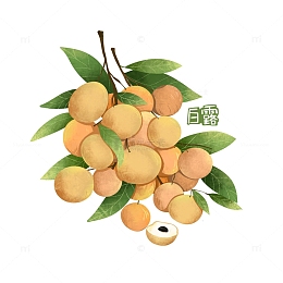 手绘白露龙眼插画水果元素