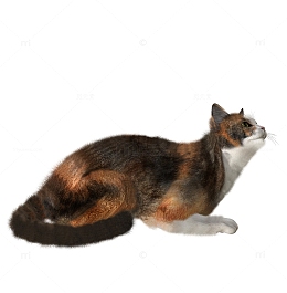 趴着的小猫