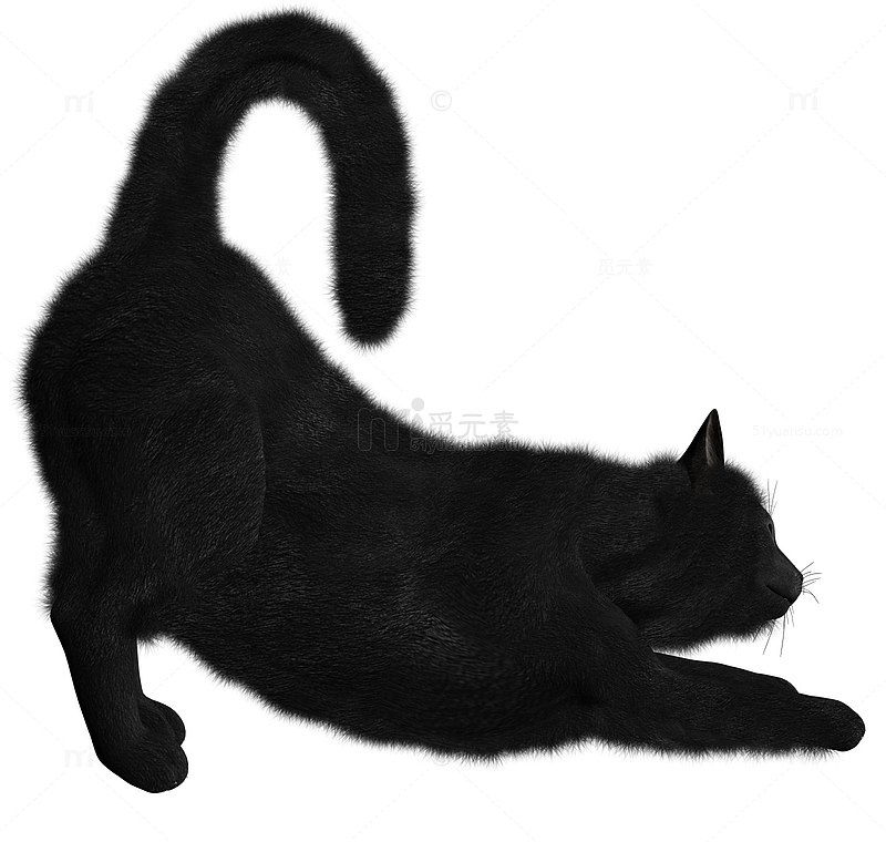 伸懒腰的黑猫