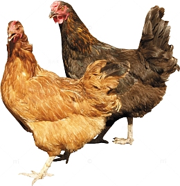 家禽母鸡