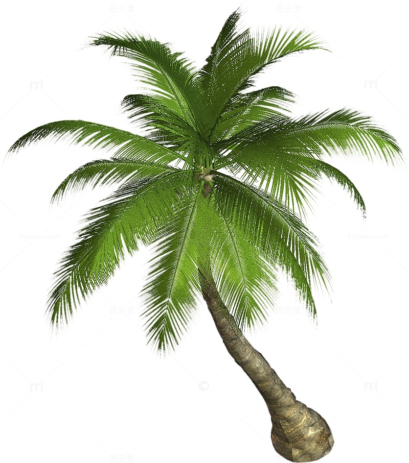 一颗热带树