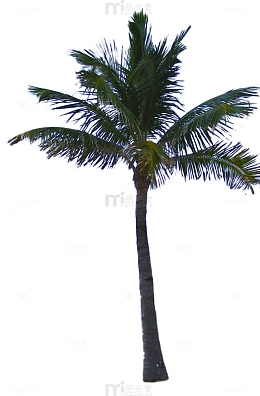 一颗棕榈树