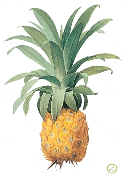 成熟的小菠萝