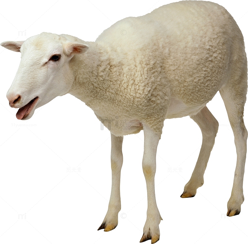 一只绵羊