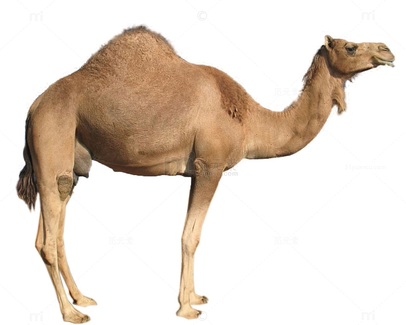 一头骆驼