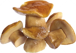 新鲜食用蘑菇