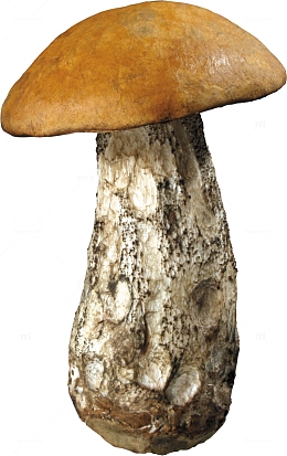 野生蘑菇
