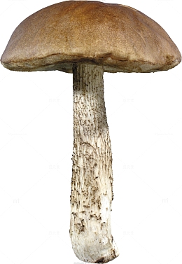 野生蘑菇