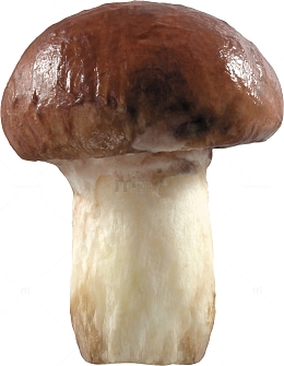 新鲜的蘑菇